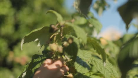 Hand-Picking-Ripe-Raspberry-Fruit-During-Sunny-Day-With-Blurred-Background