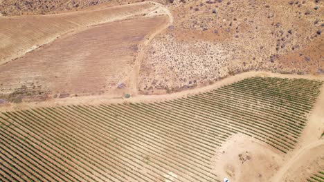 Drone-flyover-looking-down-on-a-vineyard-plantation-with-places-devastated-by-lack-of-water,-Fray-Jorge,-Limarí-Valley,-Chile
