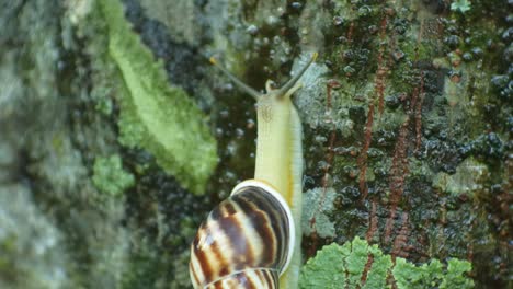 the snail clings to the breadfruit tree