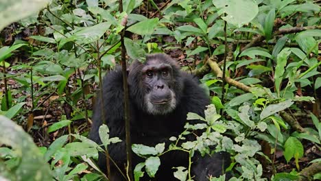 un chimpancé en el bosque tropical de ngogo, uganda