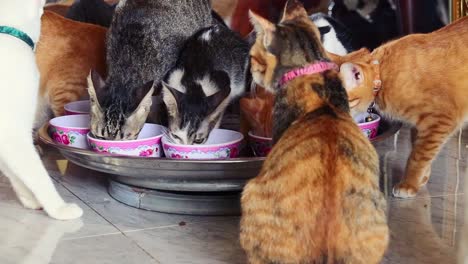 Gruppe-Von-Geretteten-Katzen,-Die-Während-Der-Essenszeit-Einen-Fressrausch-Haben