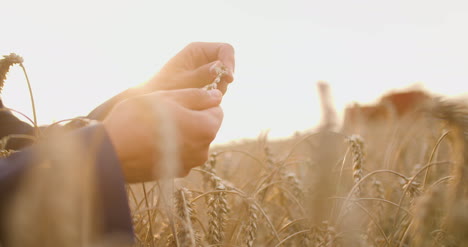 Granos-De-Trigo-En-Manos-De-Los-Agricultores-Agricultura