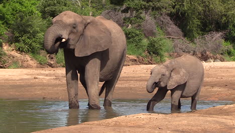 an elephant with her calf wade and drink from a shallow puddle in the dry riverbed in south africa