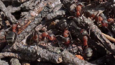 colina de hormigas salvajes en el bosque súper macro primer plano