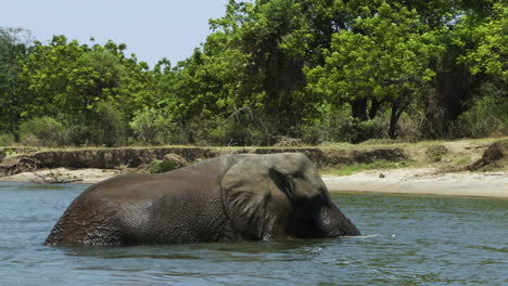 bull elephant bathing in a large river