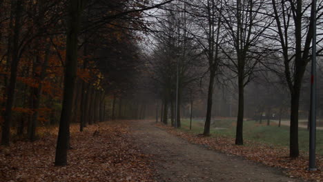 a bicycle rider rides through a city's park path during an autumn foggy misty morning