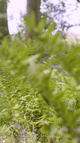 video bosques verticales bluebells y helechos que crecen en el campo del reino unido 2