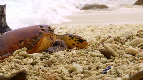 sea turtle struggles to crawl over rocks and stones to reach beach