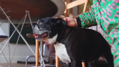 boy playing with his pet dog at home 4k