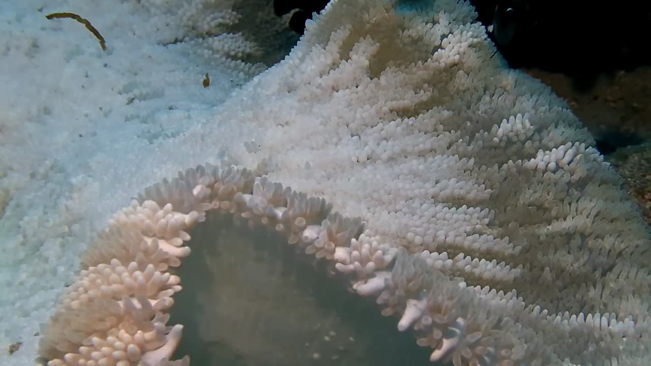 Juvenile clownfish nestled among soft white anemones in the clear tropical waters of Mauritius, showcasing delicate movement and symbiosis in a vibrant underwater scene.