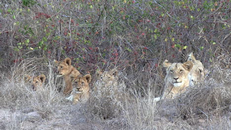 A-pride-of-lions-waking-up,-yawning-and-stretching-with-cubs-and-adults