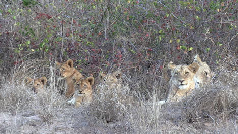 una manada de leones despertando, bostezando y estirándose con cachorros y adultos