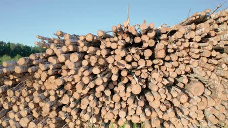 cut logs of birch on the green meadow in the forest