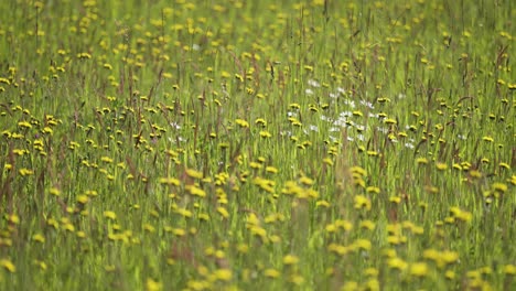 Ein-üppiges-Feld-Voller-Blühender-Löwenzahn