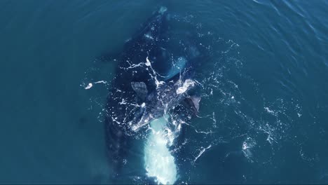 Familia-De-Ballenas-Francas-Australes-Jugando-En-El-Mar-Patagónico---Parte-Superior-De-Cámara-Lenta