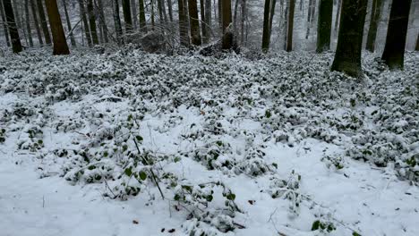 Zeitlupe,-Nach-Oben-Geneigte-Aufnahme-Einer-Wunderschönen-Verschneiten-Waldlandschaft-Mit-Hoch-Aufragenden-Tannenbäumen-An-Einem-Gefrorenen-Wintertag-Vor-Hellem-Himmel