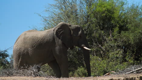 Toro-De-Elefante-Africano-Adaptado-Al-Desierto-En-Un-Lecho-De-Río-Seco-Caminando-De-Izquierda-A-Derecha-Y-Pasando-Algunos-árboles-Y-Arbustos