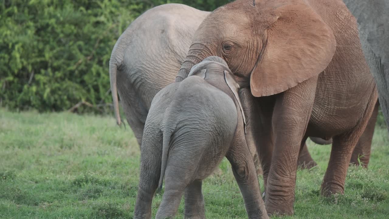 A young elephant affectionately nuzzles and leans into an adult in Addo Elephant Park, South Africa. The gentle moment is captured up close in a calm setting.