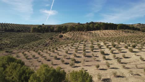 Flight-over-olive-plantation-next-to-pine-forest