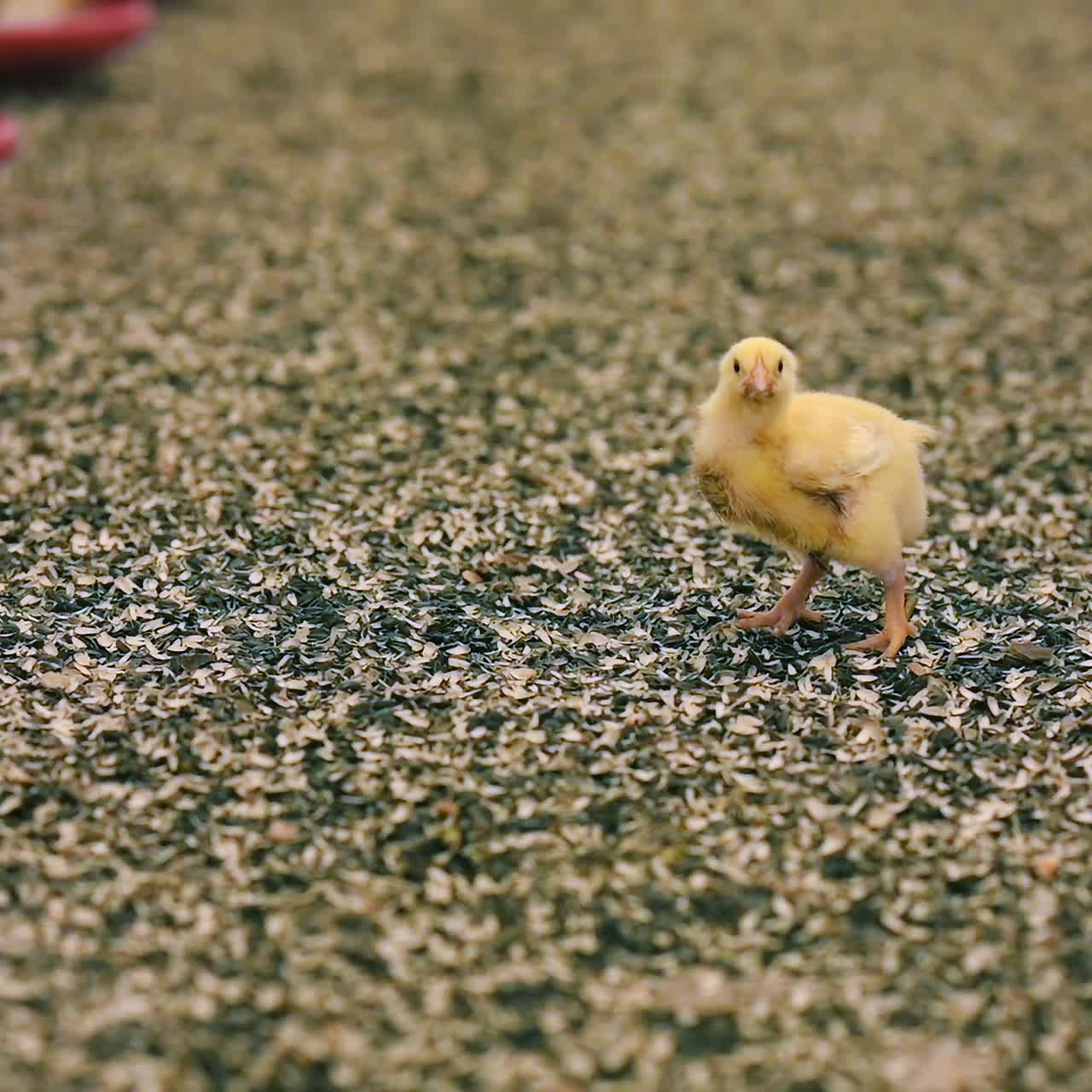 Funny yellow chicken on farm. Fluffy little chick broiler on a poultry farm. Production of chicken