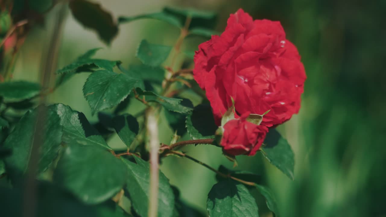 Levende rød rose i et nærbillede, der bevæger sig blidt i vinden, mens sollyset fremhæver dens kronblade.