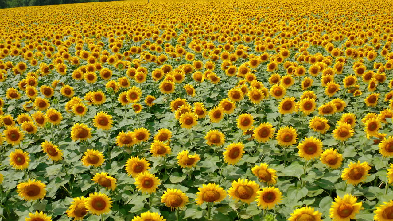 Wonderful sunflower field on summer day. Blossoming seed flowers with brown middles and yellow petals. Sunflower background.