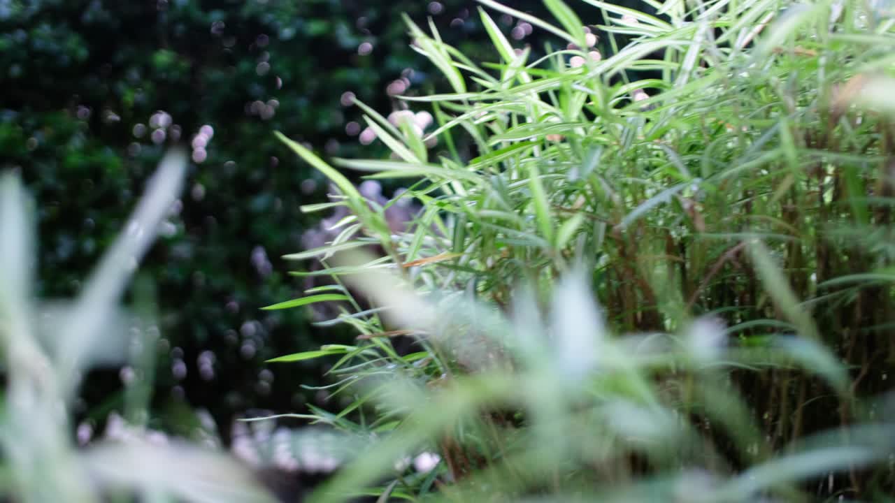 정원 에서 식물 에서 고양이 까지