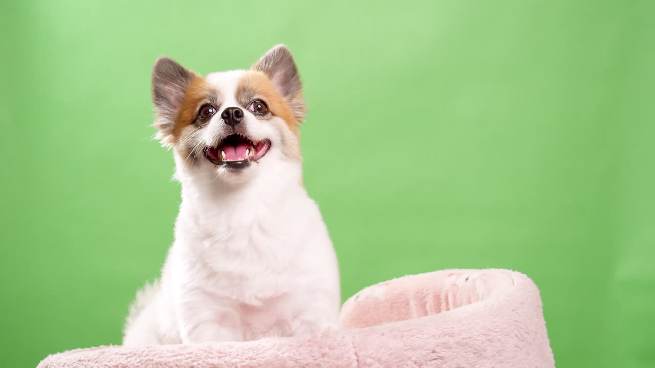 primer plano de un pequeño, divertido y enérgico perro cervatillo y de color blanco, cachorro, sentado en una alfombra de algodón rosa sobre un fondo verde