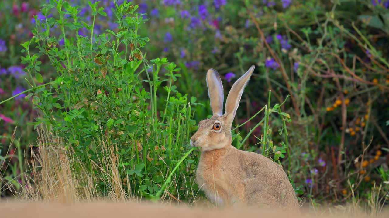 Cape hare (Lepus capensis), also called the brown hare and the desert hare eating alfalfa grass.
