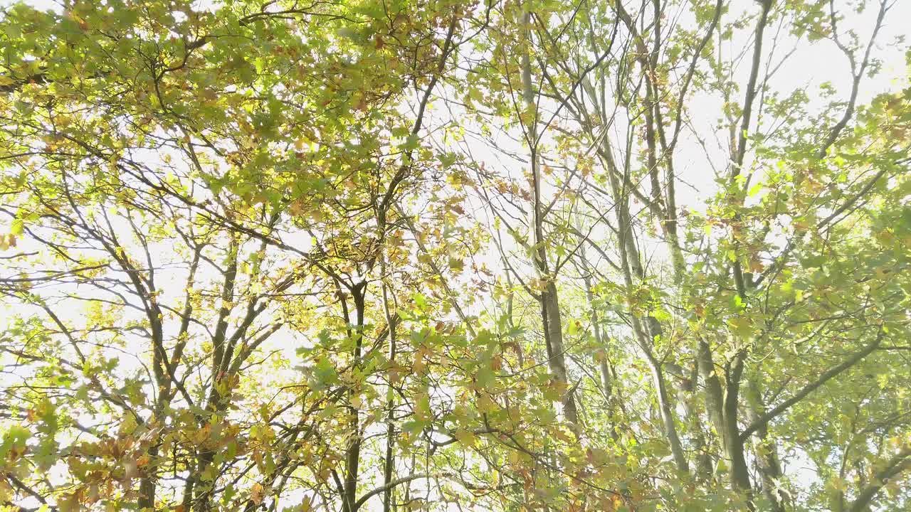 움직이는 가지와 잎은 가을에 바람에 의해 날아갑니다.