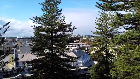 Vista-Aérea-De-Fremantle,-Elevándose-Sobre-Pinos-Con-Vista-Del-Puerto-De-Barcos-De-Pesca-De-Fremantle-Elevándose-Sobre-Las-Copas-De-Los-árboles,-Australia-Occidental