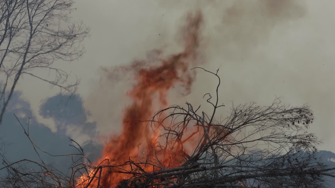 los incendios forestales en la selva amazónica son el resultado del calentamiento global y la deforestación.