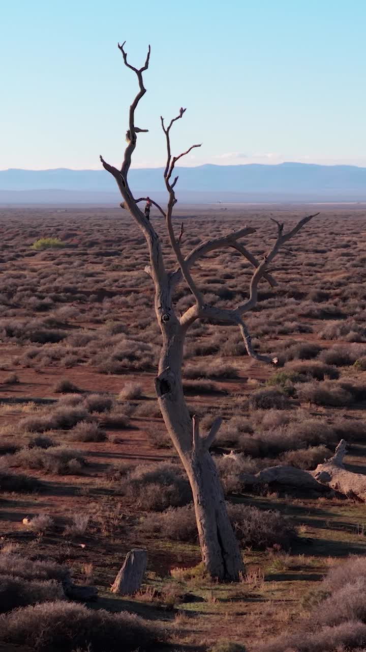 Vertical drone orbit of dead trees and galahs in an arid outback landscape, South Australia