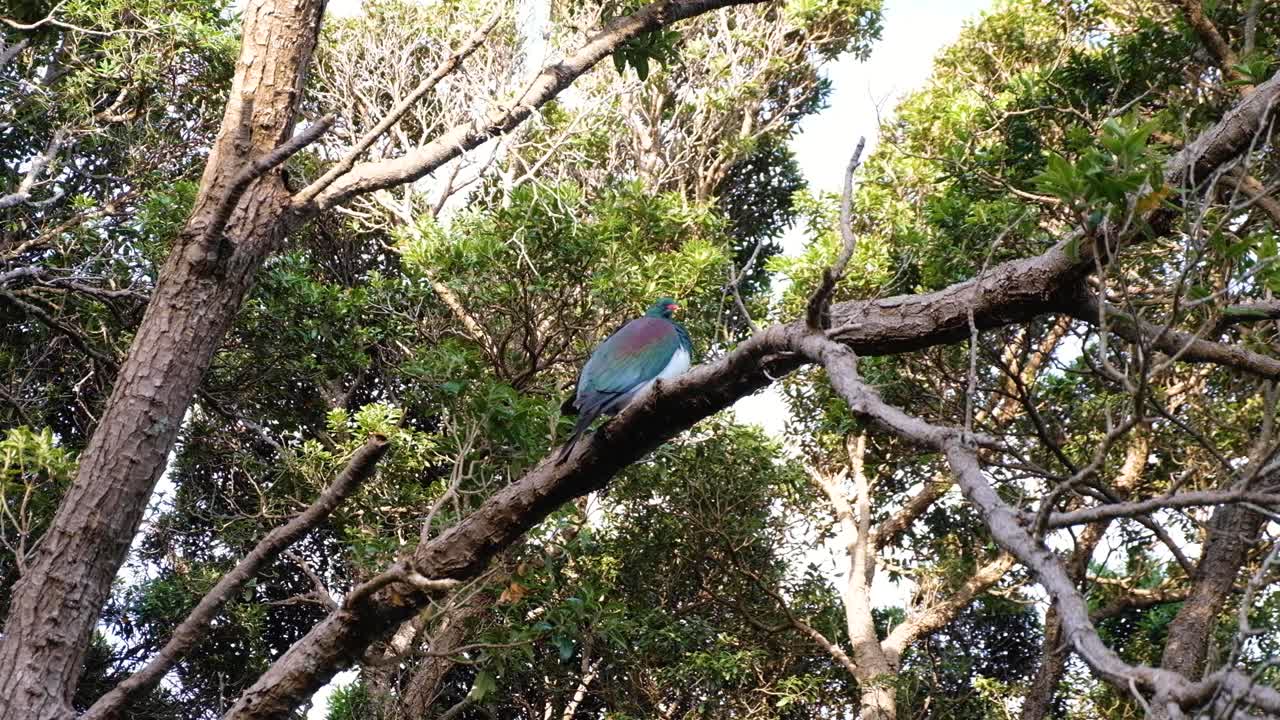 네이티브 케레루 (kereru) 뉴질랜드의 비둘기 새는 아름다운 활기찬 색의 털을 가지고 있으며, 자루아 (nzaroa) 에 있는 나무 가지에 앉아 있습니다.