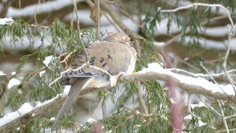 Escena-De-Ensueño-Como-La-Naturaleza-Que-Muestra-Una-Paloma-De-Luto-Sentada-En-Una-Ligera-Nevada