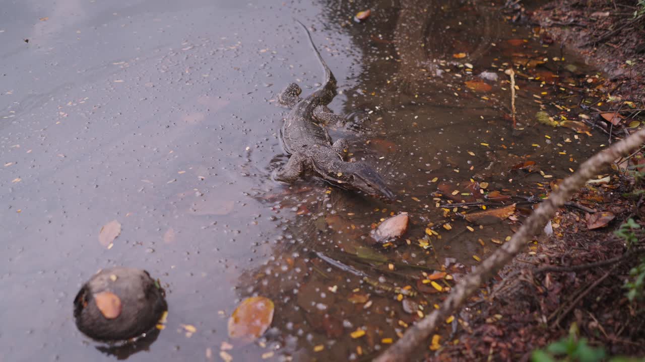 Water Monitor Lizard in a Water Body