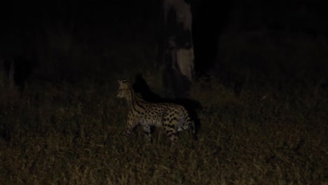 Wide-shot-of-a-serval-walking-through-the-night,-Khwai-Botswana