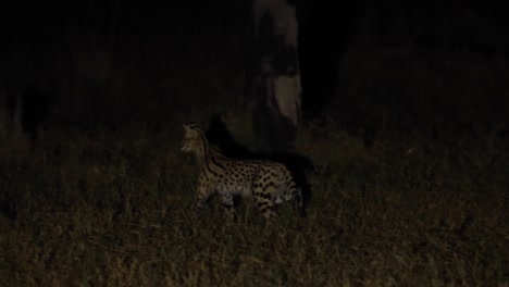 Plano-General-De-Un-Serval-Caminando-Por-La-Noche,-Khwai-Botswana