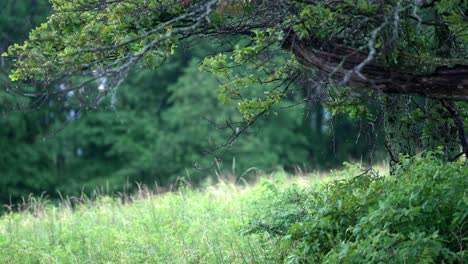 Static-shot-captures-raindrops-falling-from-tree-branches