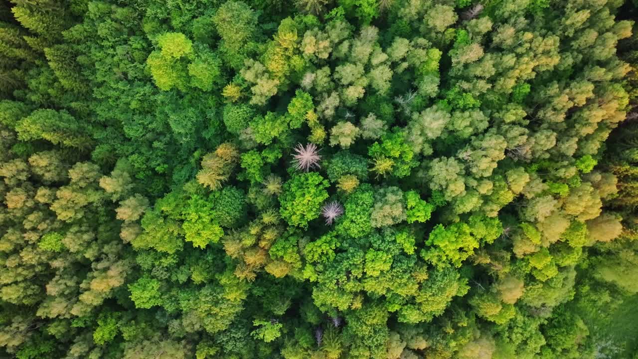 Two pale fir trees break the green harmony in this fast-rotating drone, Europe