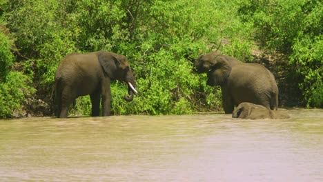african elephants cooling off in a river