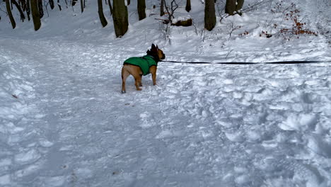 Perro-Que-Camina-Con-Una-Correa-En-Un-Bosque-Nevado