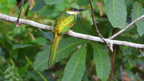 tropical jacamar bird with long beak flying up and down from a branch