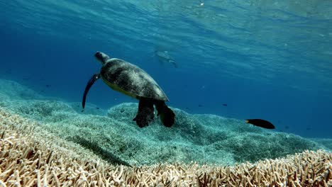 Beautiful-sea-Green-Turtles-swimming-right-beneath-the-blue-waves---underwater