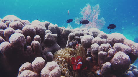 clown-fish-swimming-underwater-amongst-the-anemone