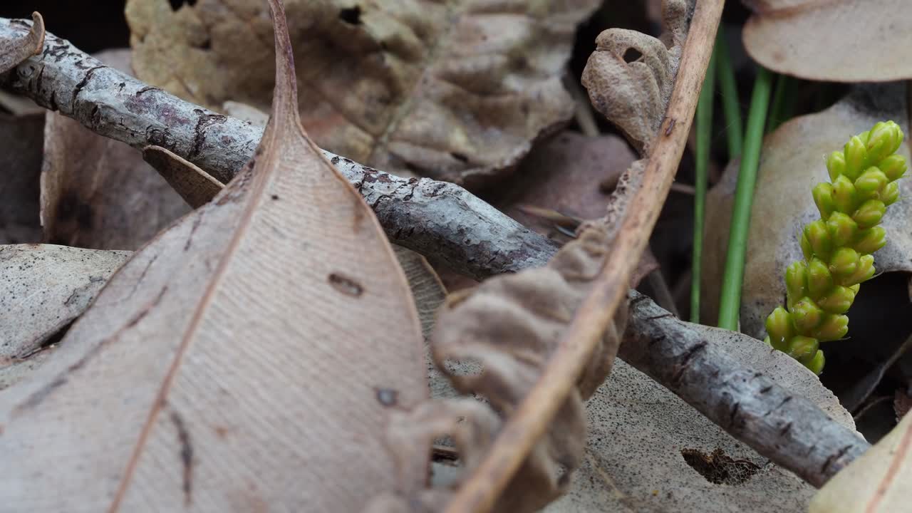 공작 거미, 두 개의 영토 남성 maratus pavonis