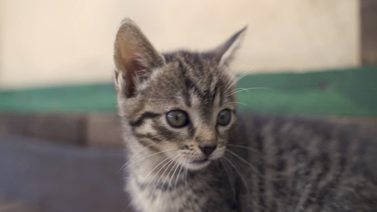Curious gray kitten. Little cat on wooden porch