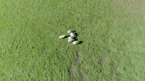 orbiting aerial shot of 7 sheep grazing in a field