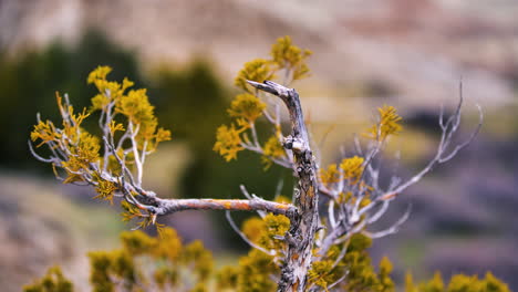 un pequeño arbusto que sopla en el viento en el parque nacional badlands en dakota del sur, estados unidos