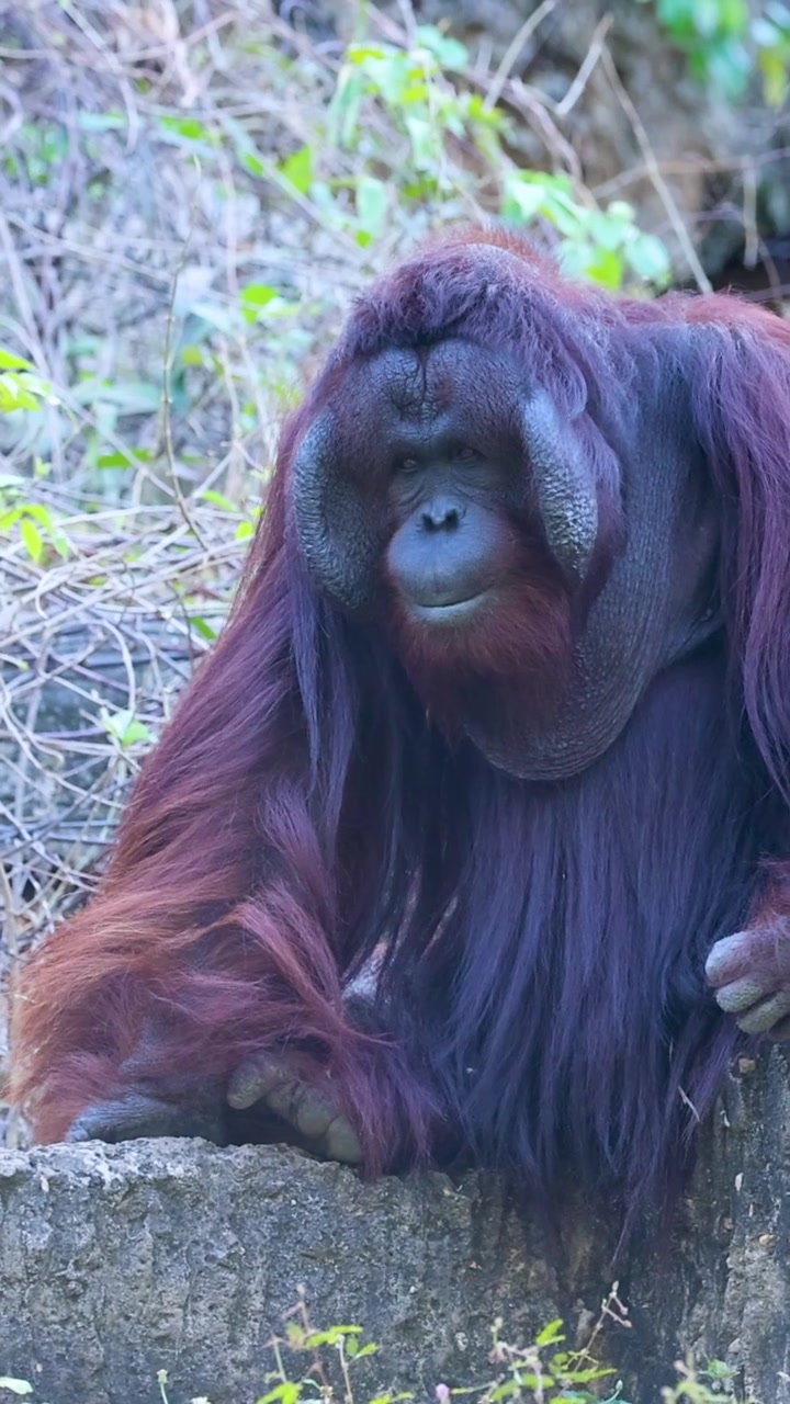Un maestoso orangutan maschio siede tranquillamente su una sporgenza di pietra, osservando l'ambiente circostante con curiosità.